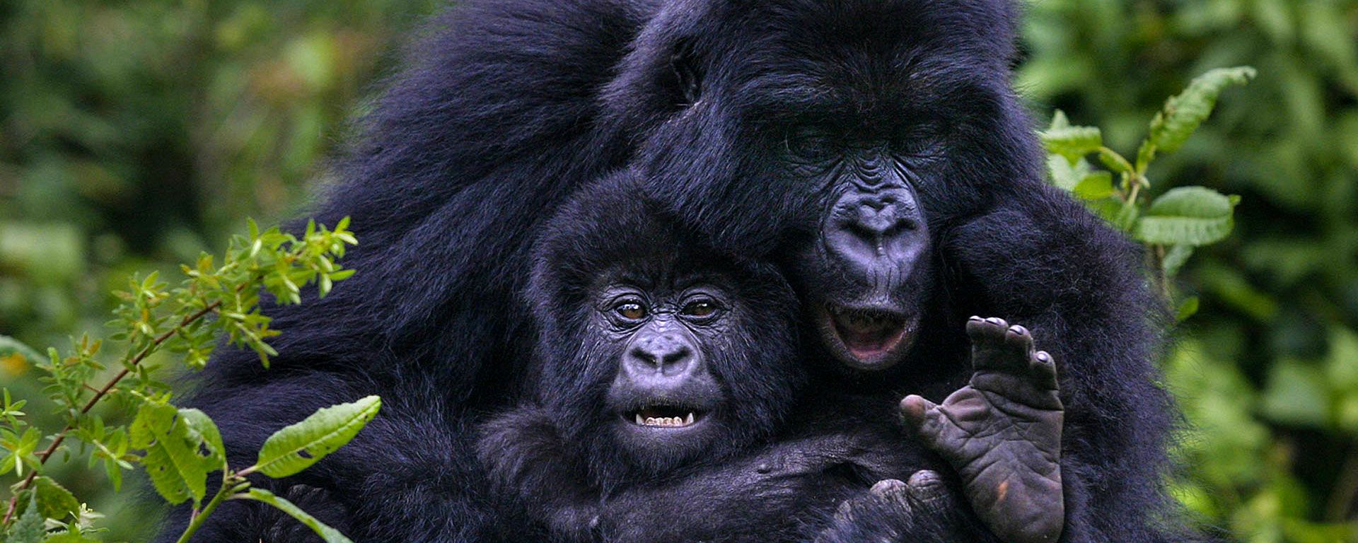 Gorilla Trekking